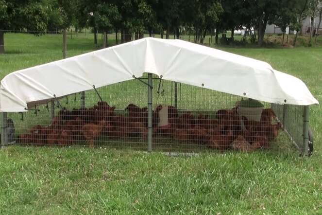 Chicken Coop Tarps Animal Shelter tarps